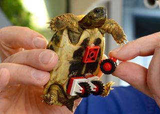 Illustration for article titled This tiny tortoise regains mobility with Lego